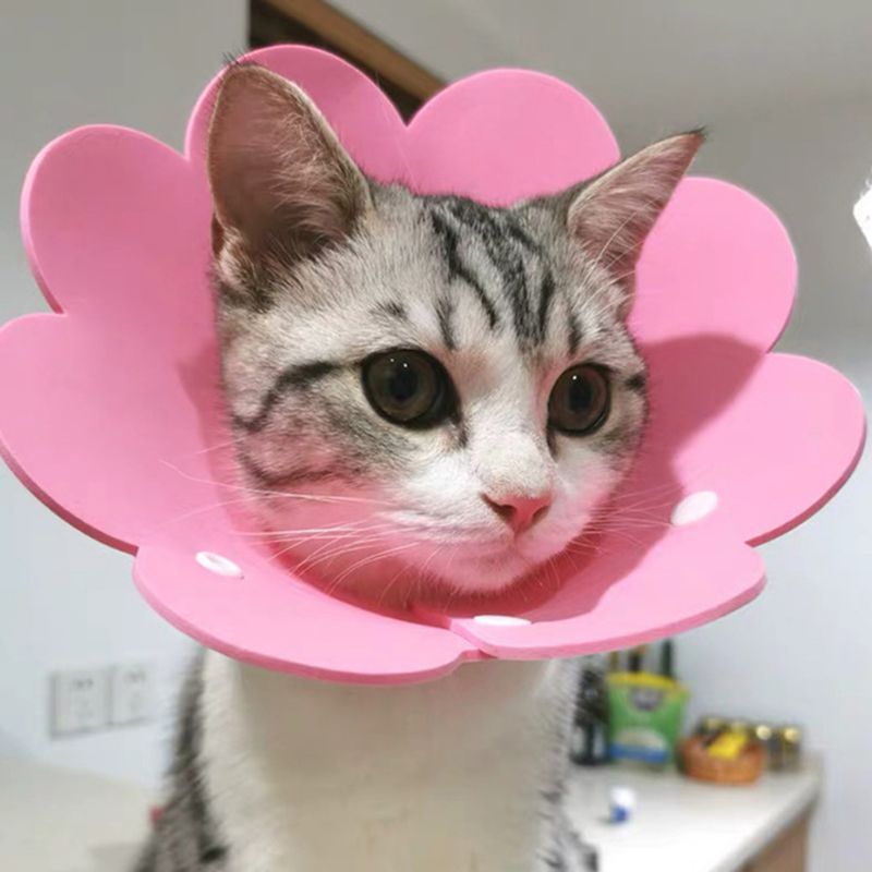 Golier pre mačku v tvare kvetinky